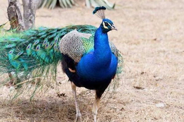 养100只孔雀能赚多少钱?养孔雀的成本和利润