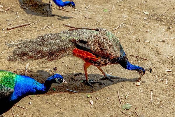 养100只孔雀能赚多少钱?养孔雀的成本和利润