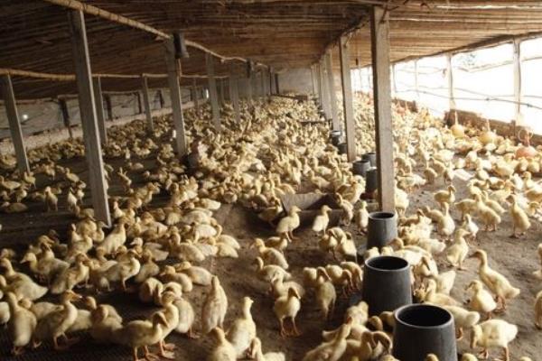 养鸭大棚怎么建设?造价预算怎么样?有什么要注意的?