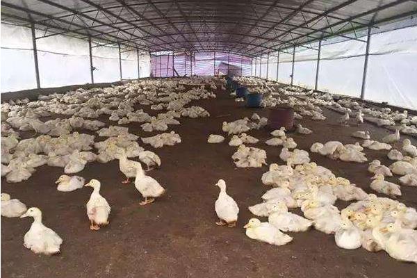 养鸭大棚怎么建设?造价预算怎么样?有什么要注意的?