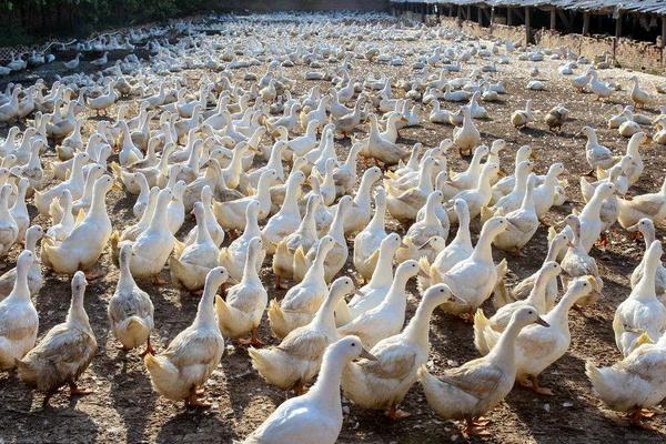 养鸭大棚怎么建设?造价预算怎么样?有什么要注意的?