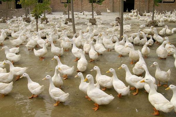 养鸭大棚怎么建设?造价预算怎么样?有什么要注意的?