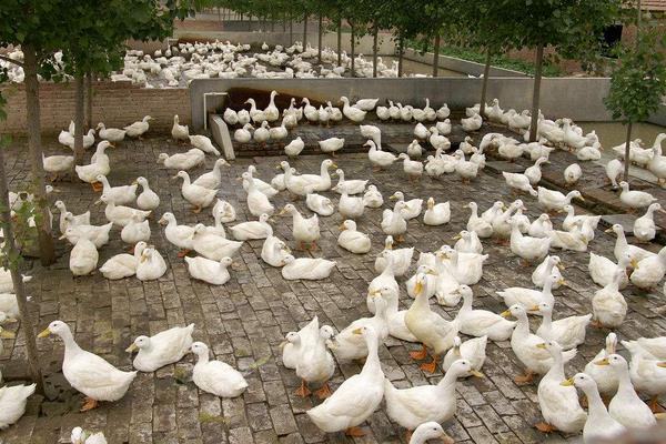 养鸭大棚怎么建设?造价预算怎么样?有什么要注意的?