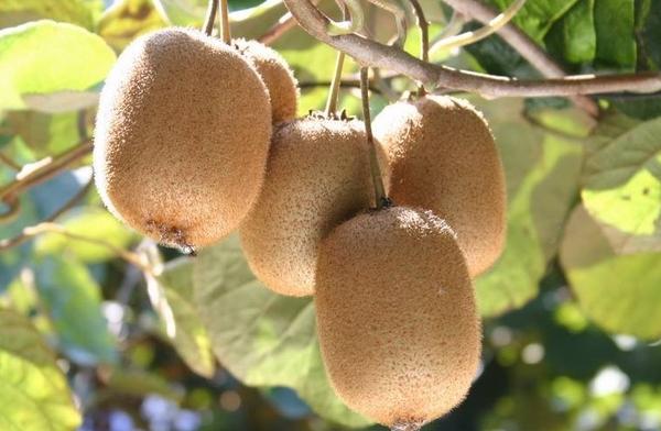 吃猕猴桃会过敏吗