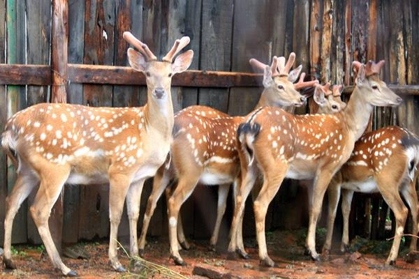 养鹿怎么养?有什么需要注意的?