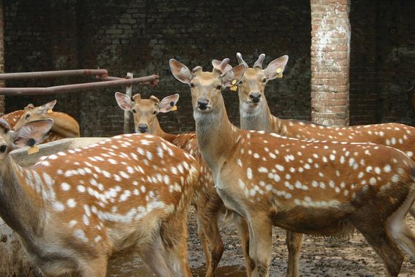 养鹿怎么养?有什么需要注意的?