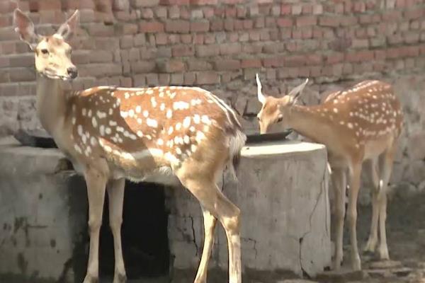 养鹿怎么养?有什么需要注意的?