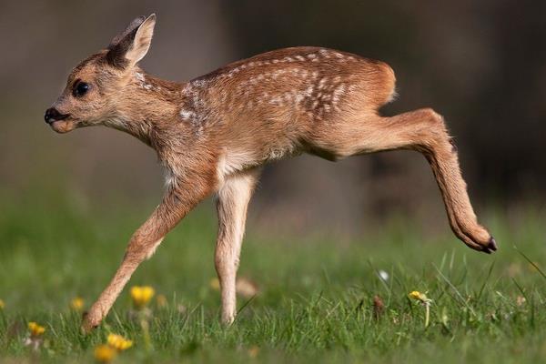 养鹿怎么养?有什么需要注意的?