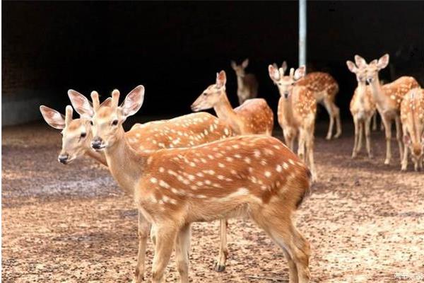 养鹿怎么养?有什么需要注意的?