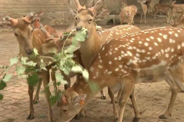 养鹿怎么养?有什么需要注意的?