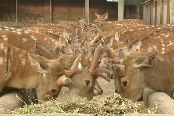 养鹿怎么养?有什么需要注意的?