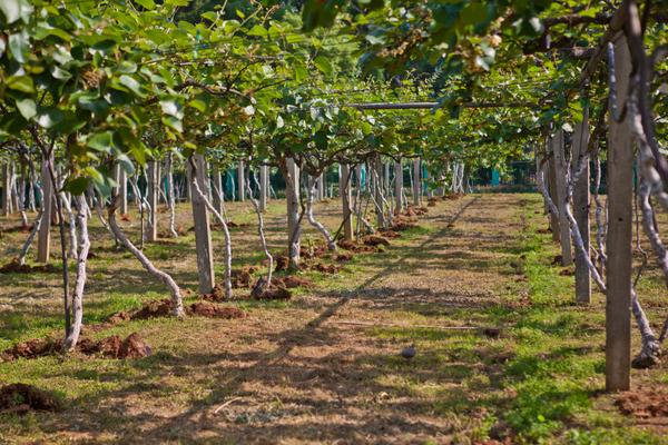 猕猴桃科学种植技术