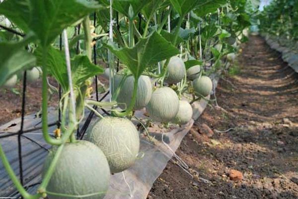 甜瓜的种植方法