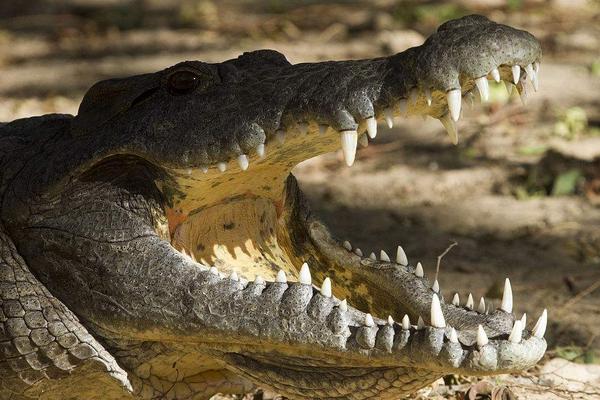 2018养鳄鱼赚钱吗?鳄鱼养殖的利润与投资成本及前景预测