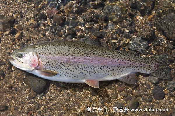 2018养虹鳟鱼赚钱吗？虹鳟鱼养殖的利润与投资成本及前景预测