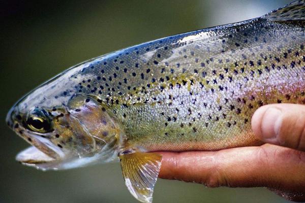 2018养虹鳟鱼赚钱吗?虹鳟鱼养殖的利润与投资成本及前景预测