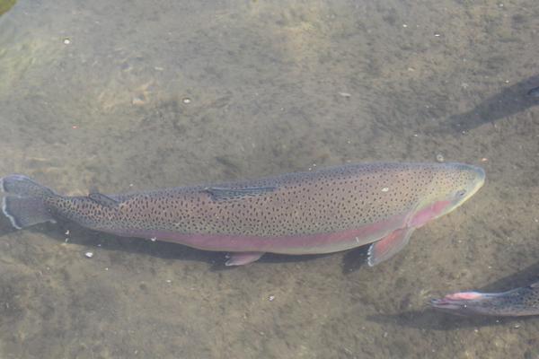 2018养虹鳟鱼赚钱吗?虹鳟鱼养殖的利润与投资成本及前景预测