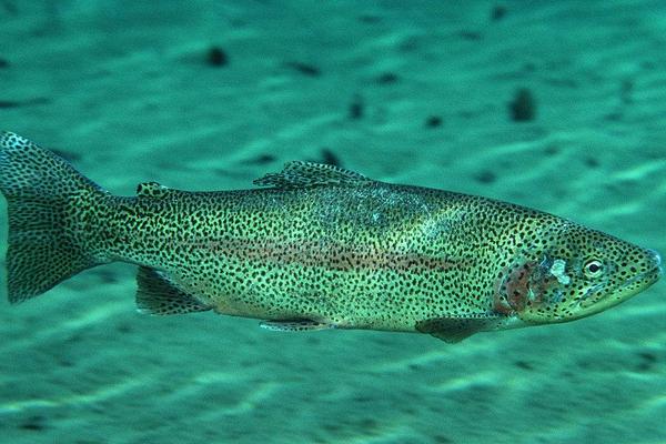 2018养虹鳟鱼赚钱吗?虹鳟鱼养殖的利润与投资成本及前景预测