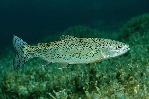 2018养虹鳟鱼赚钱吗?虹鳟鱼养殖的利润与投资成本及前景预测