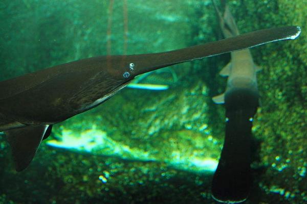 2018养鸭嘴鱼赚钱吗?鸭嘴鱼养殖的利润与投资成本及前景预测