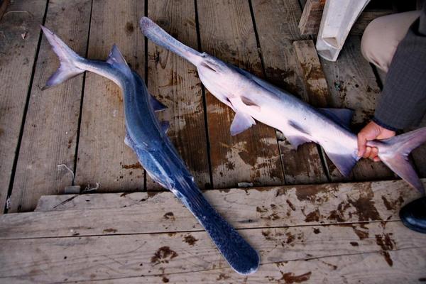 2018养鸭嘴鱼赚钱吗?鸭嘴鱼养殖的利润与投资成本及前景预测