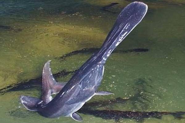 2018养鸭嘴鱼赚钱吗?鸭嘴鱼养殖的利润与投资成本及前景预测