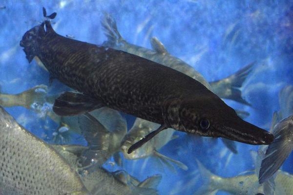 2018养鸭嘴鱼赚钱吗?鸭嘴鱼养殖的利润与投资成本及前景预测