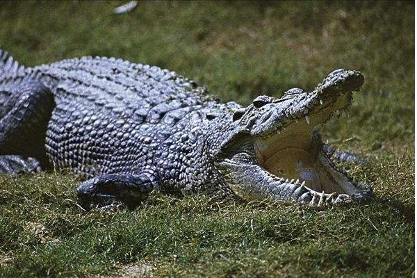 2018养鳄鱼赚钱吗?鳄鱼养殖的利润与投资成本及前景预测