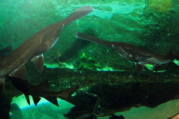 2018养鸭嘴鱼赚钱吗?鸭嘴鱼养殖的利润与投资成本及前景预测