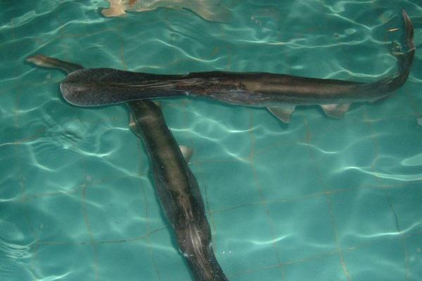 2018养鸭嘴鱼赚钱吗?鸭嘴鱼养殖的利润与投资成本及前景预测