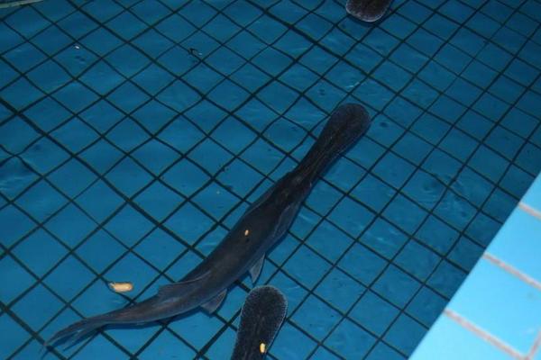 2018养鸭嘴鱼赚钱吗?鸭嘴鱼养殖的利润与投资成本及前景预测