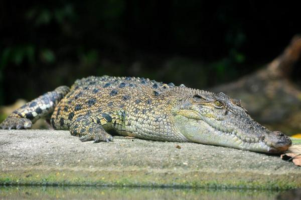 2018养鳄鱼赚钱吗?鳄鱼养殖的利润与投资成本及前景预测