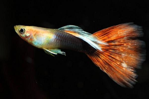 2018养孔雀鱼赚钱吗?孔雀鱼养殖的利润与投资成本及前景预测