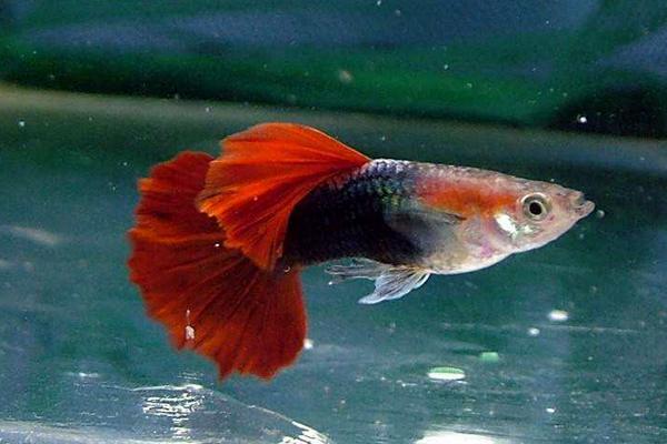 2018养孔雀鱼赚钱吗?孔雀鱼养殖的利润与投资成本及前景预测