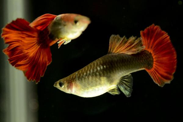 2018养孔雀鱼赚钱吗?孔雀鱼养殖的利润与投资成本及前景预测