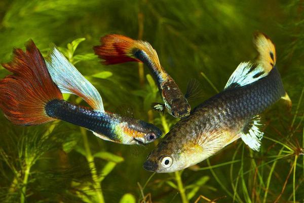 2018养孔雀鱼赚钱吗?孔雀鱼养殖的利润与投资成本及前景预测