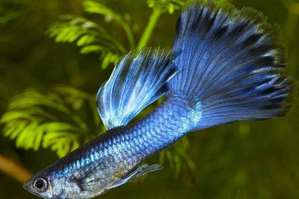 2018养孔雀鱼赚钱吗?孔雀鱼养殖的利润与投资成本及前景预测