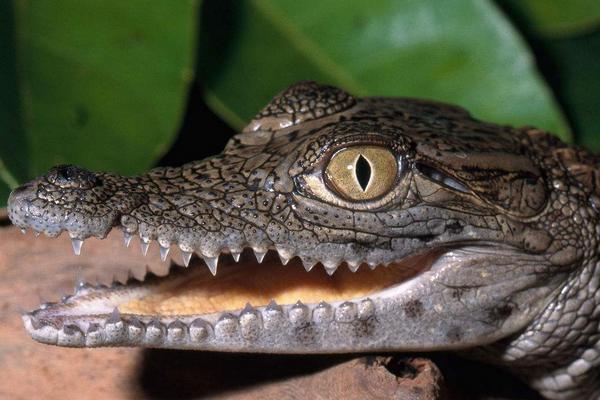 2018养鳄鱼赚钱吗?鳄鱼养殖的利润与投资成本及前景预测