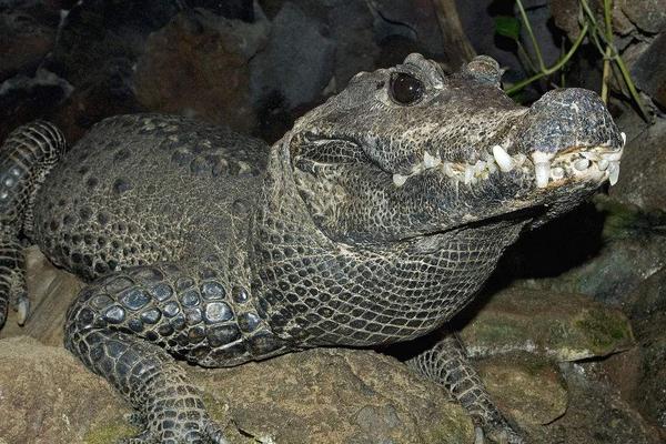 2018养鳄鱼赚钱吗?鳄鱼养殖的利润与投资成本及前景预测