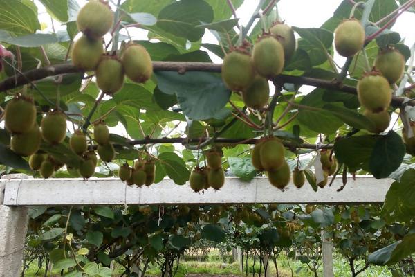 徐香猕猴桃特点是什么