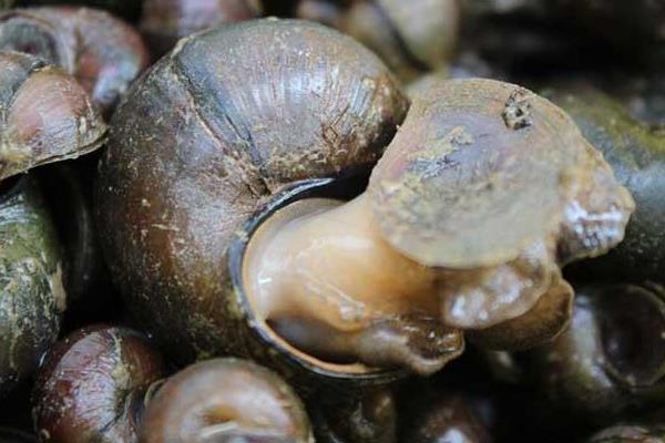 田螺有寄生虫吗?