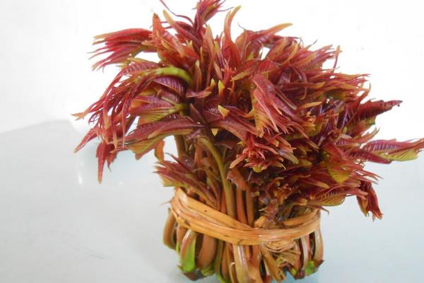 2015种香椿赚钱吗?2015香椿种植前景及市场价格分析