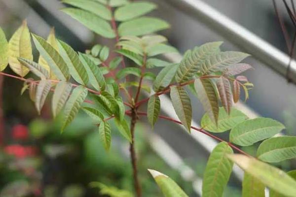 2015种香椿赚钱吗?2015香椿种植前景及市场价格分析