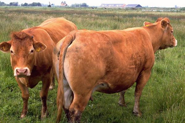 养100头黄牛能赚多少钱?养黄牛的成本和利润