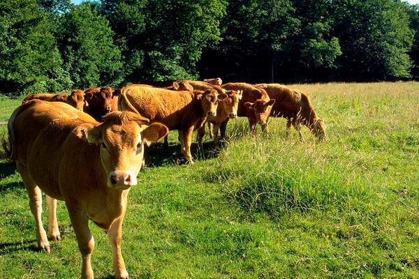 养100头黄牛能赚多少钱?养黄牛的成本和利润