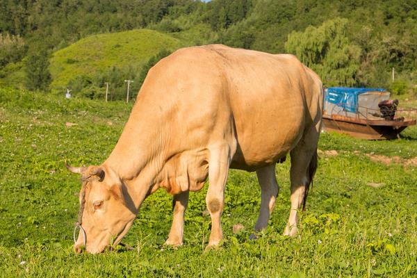 养100头黄牛能赚多少钱?养黄牛的成本和利润