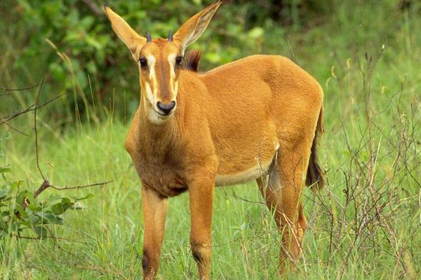养100头黄牛能赚多少钱?养黄牛的成本和利润