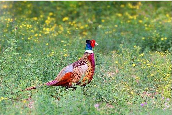 野鸡孵化过程及注意事项