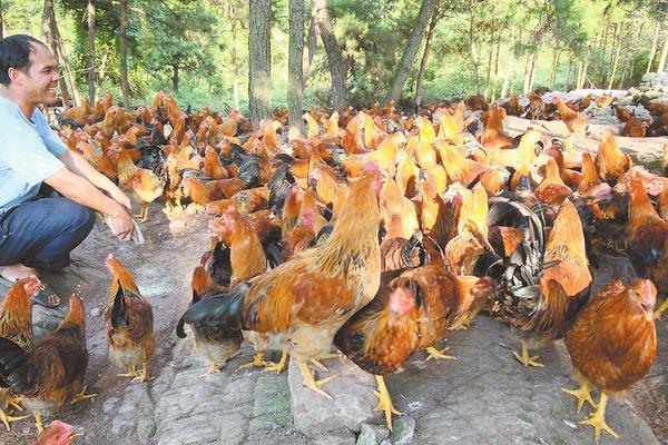 开办一个小型养鸡场的分析,养鸡为什么不赚钱?