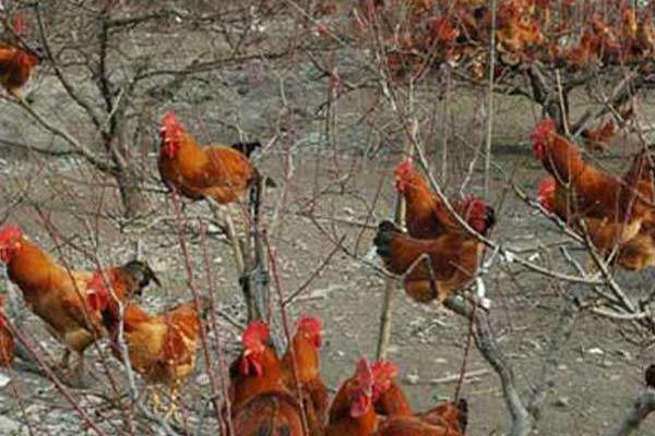 开办一个小型养鸡场的分析,养鸡为什么不赚钱?